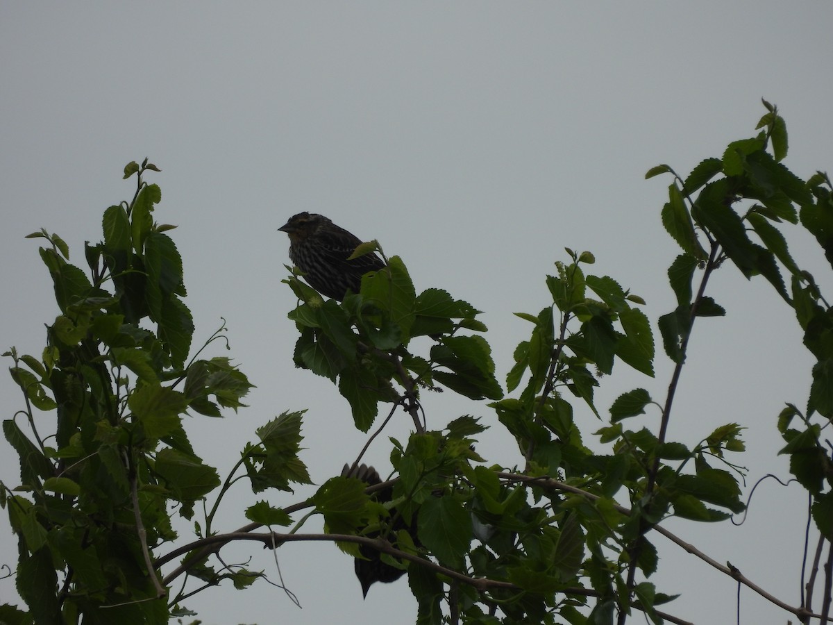 Red-winged Blackbird (Red-winged) - ML634579749