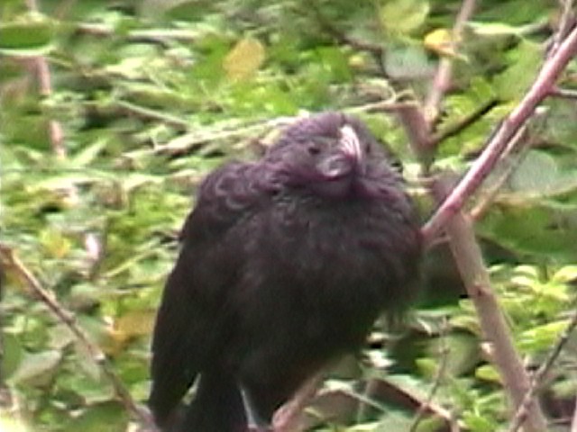 Groove-billed Ani - ML634579757