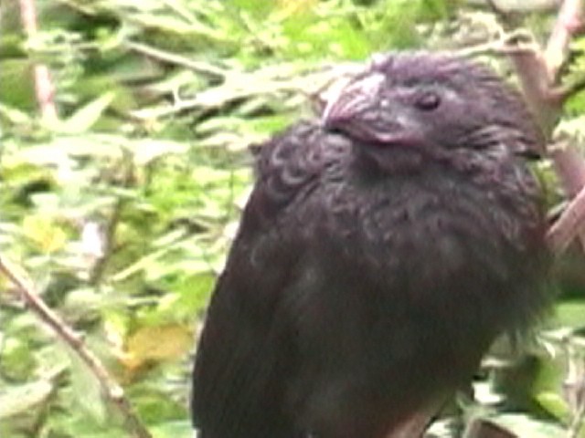 Groove-billed Ani - ML634579758