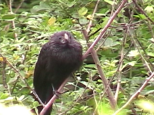 Groove-billed Ani - ML634579759