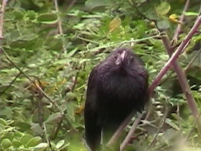 Groove-billed Ani - ML634579760
