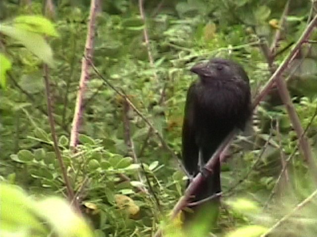 Groove-billed Ani - ML634579761