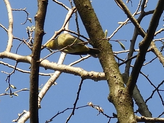 Orange-crowned Warbler - ML634579808