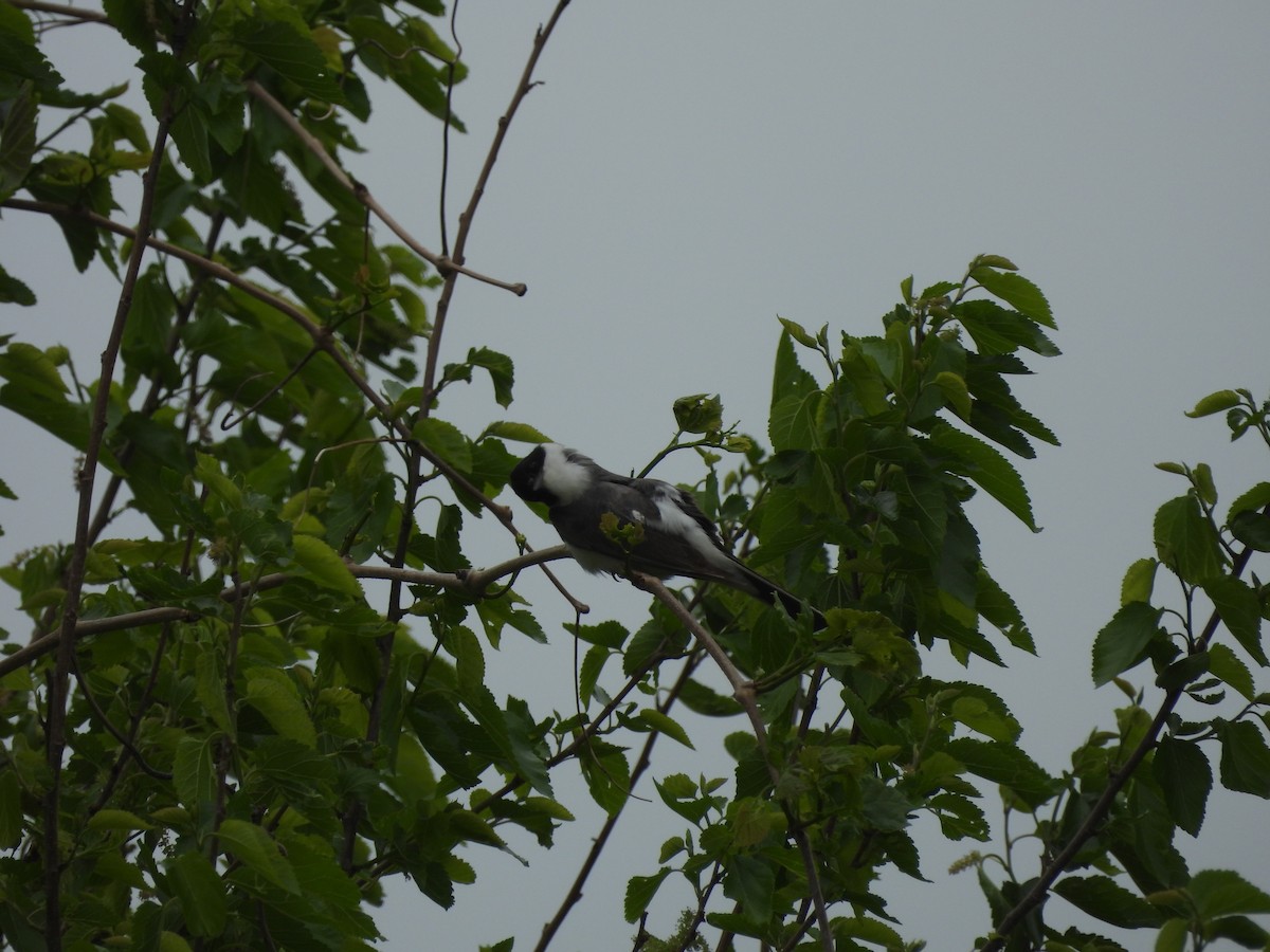 Fork-tailed Flycatcher (savana) - ML634579811