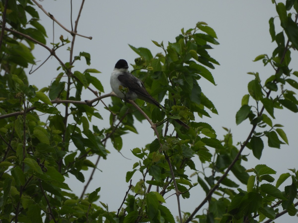 Fork-tailed Flycatcher (savana) - ML634579827