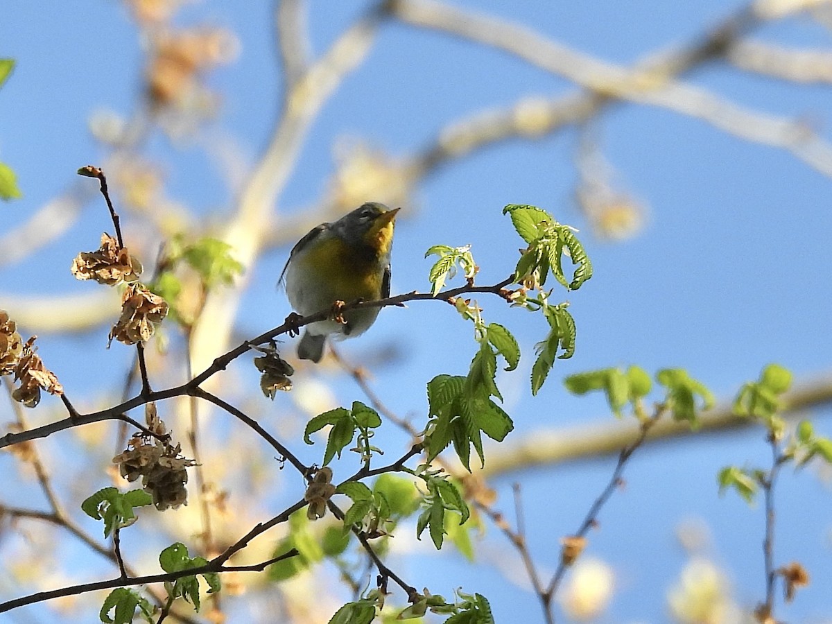 Northern Parula - ML634579834