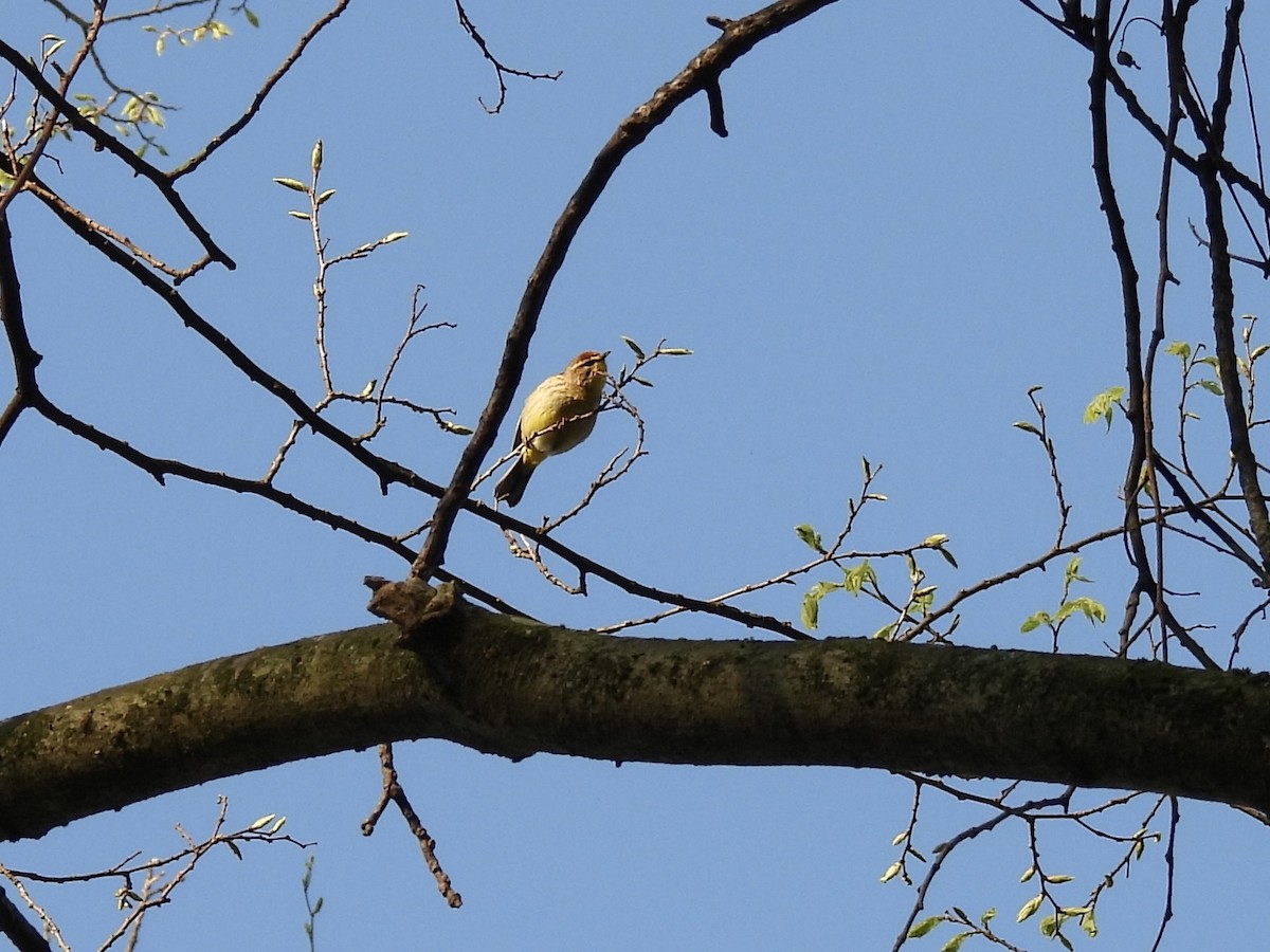 Palm Warbler - ML634579861