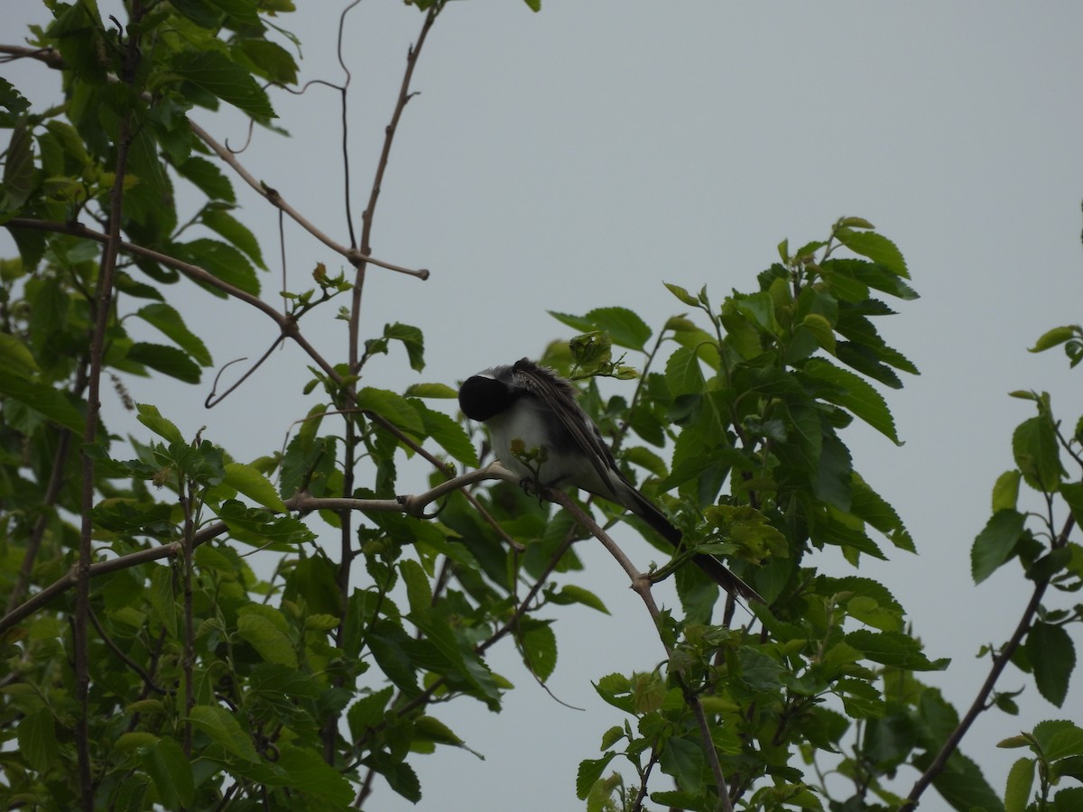 Fork-tailed Flycatcher (savana) - ML634579865