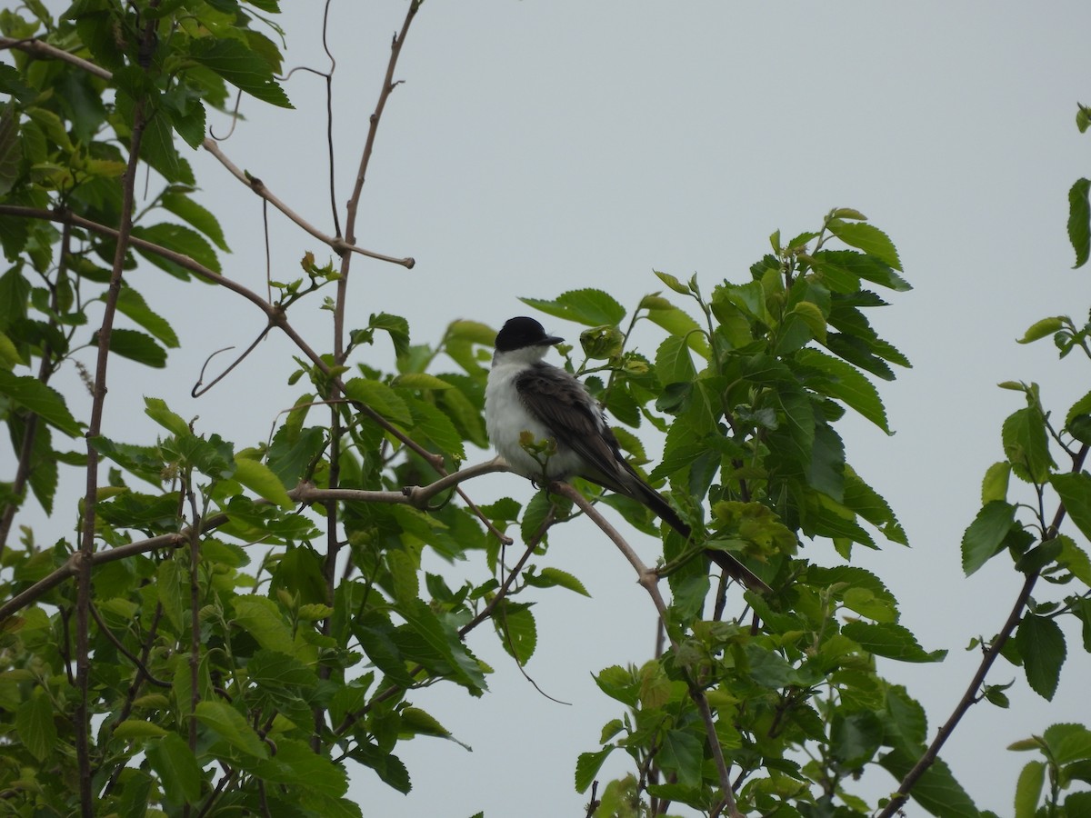 Fork-tailed Flycatcher (savana) - ML634579868