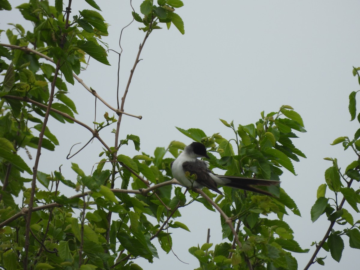 Fork-tailed Flycatcher (savana) - ML634579880