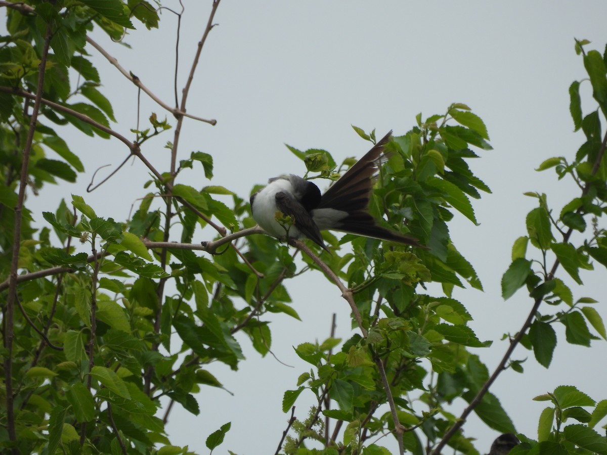 Fork-tailed Flycatcher (savana) - ML634579889