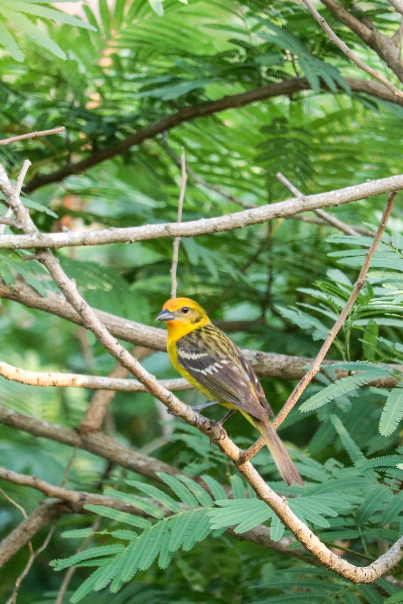 Flame-colored Tanager - ML634579892