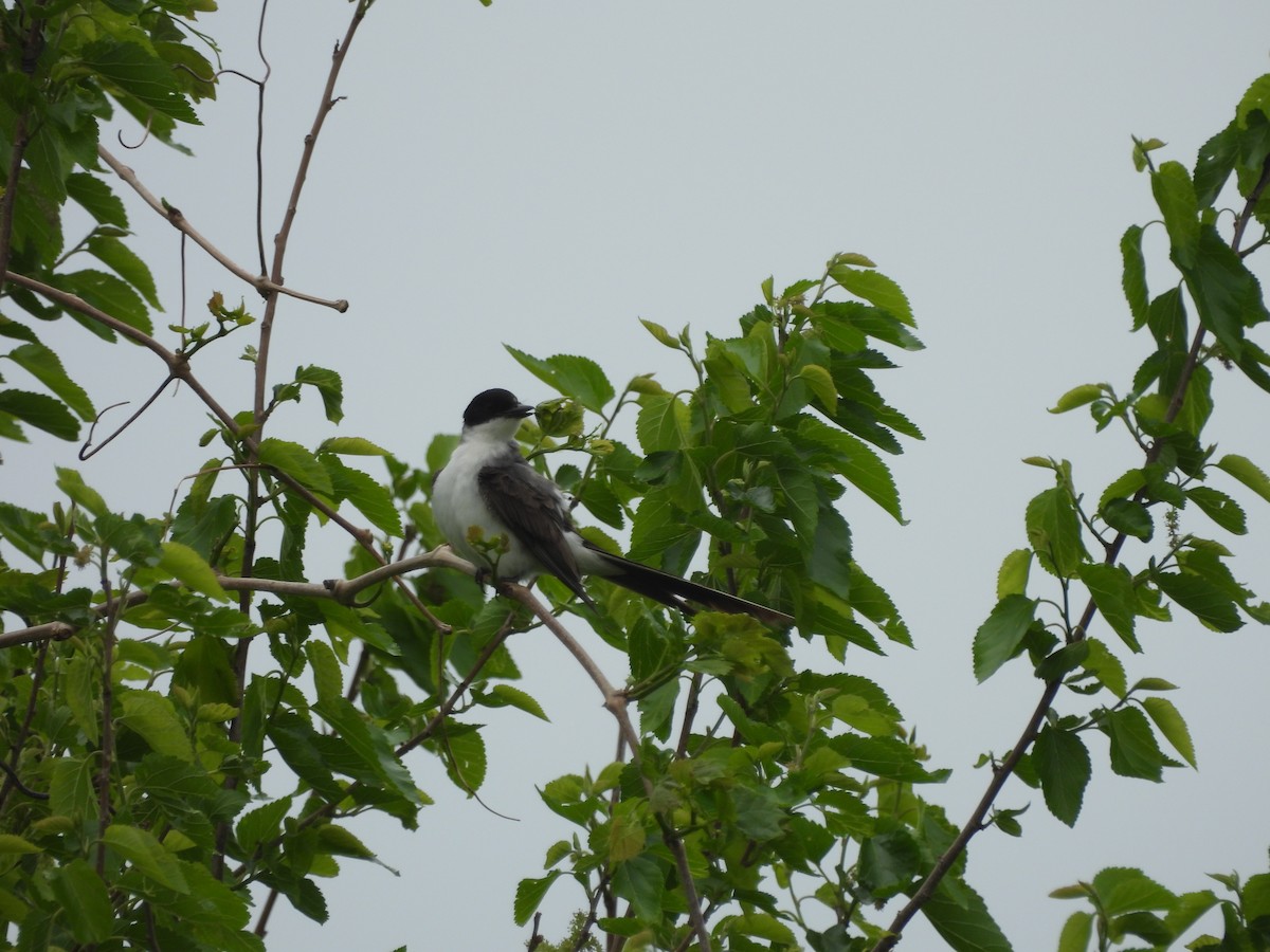 Fork-tailed Flycatcher (savana) - ML634579900