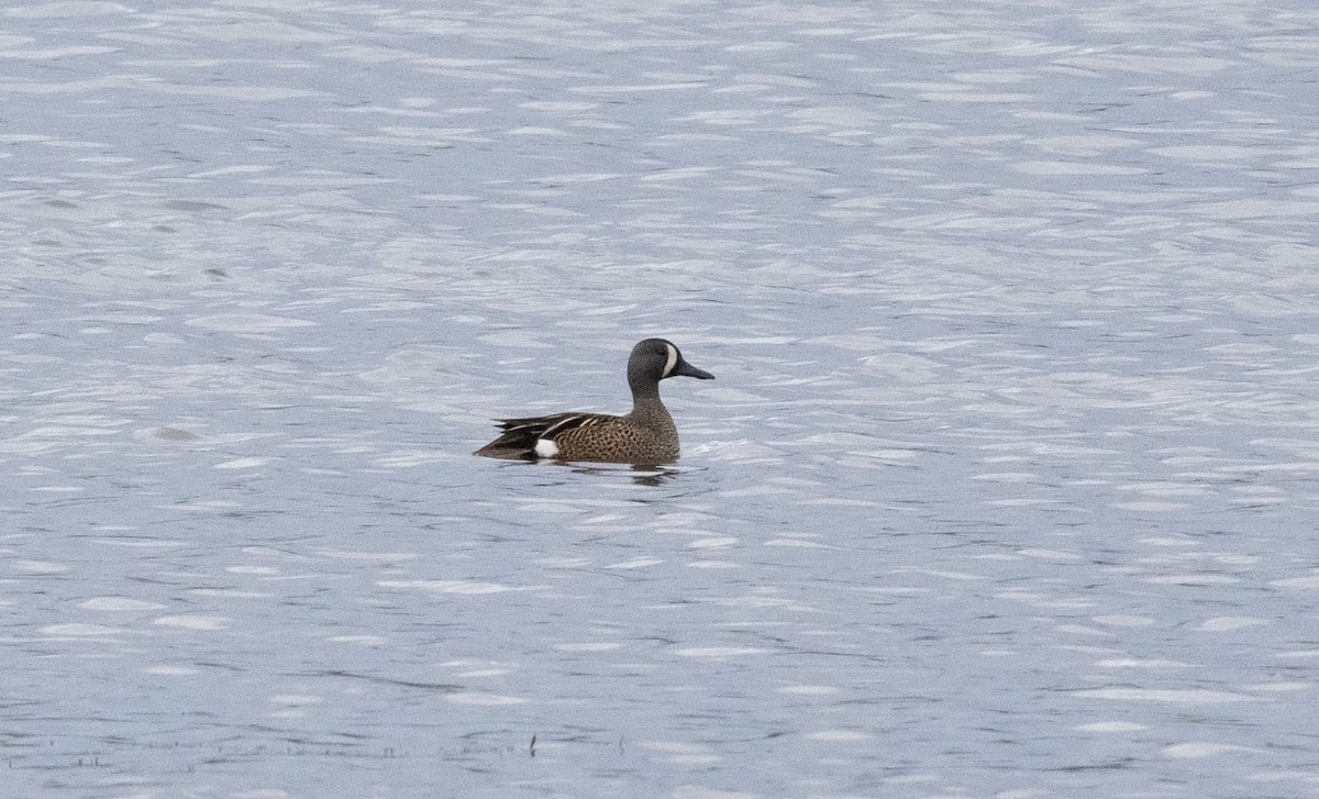 eBird Checklist - 27 Apr 2025 - Paulinskill River WMA / Hyper Humus IBA ...