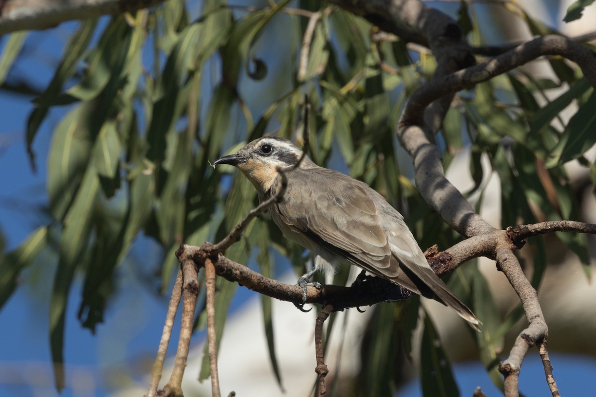 Black-eared Cuckoo - ML634579917