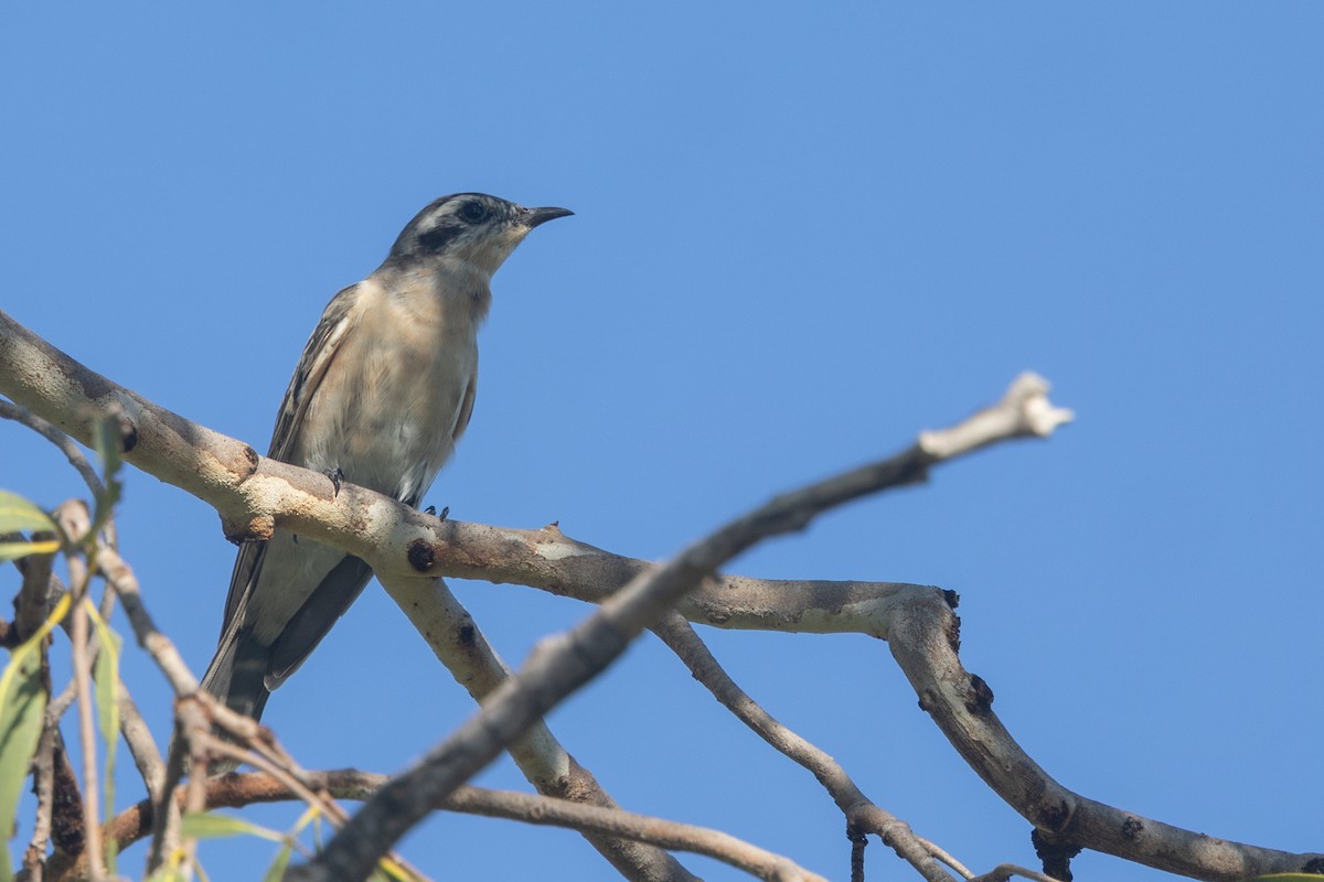 Black-eared Cuckoo - ML634579918