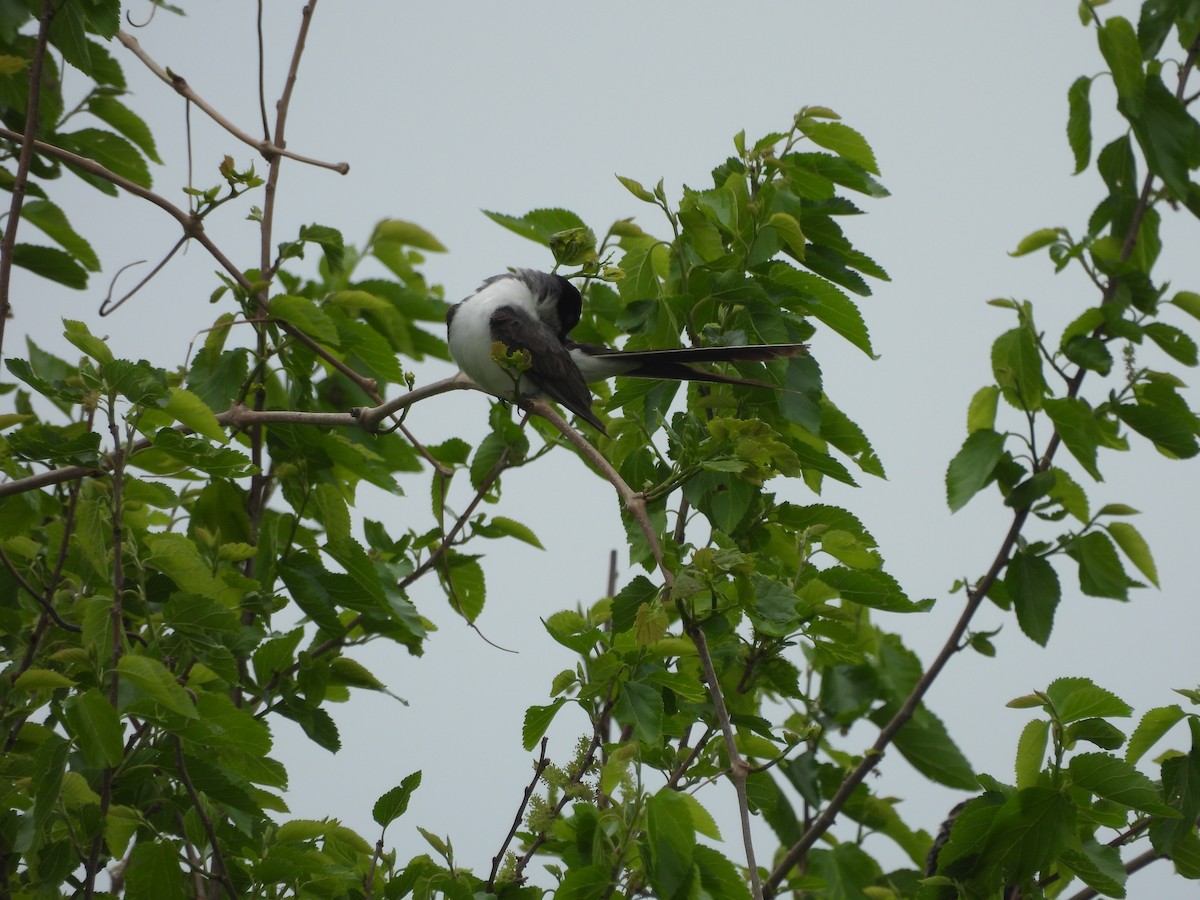 Fork-tailed Flycatcher (savana) - ML634579923