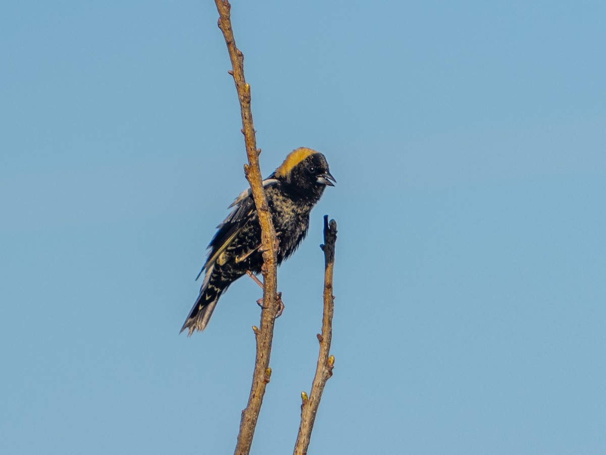 Bobolink - ML634579956