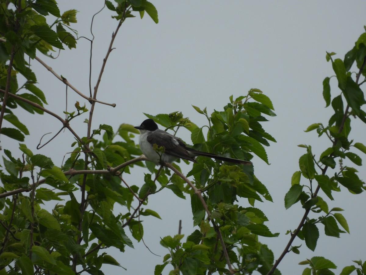 Fork-tailed Flycatcher (savana) - ML634579987