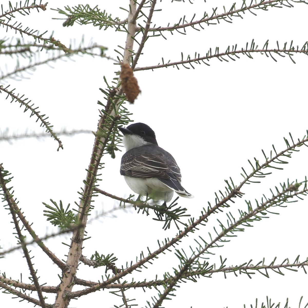 Eastern Kingbird - ML634580021