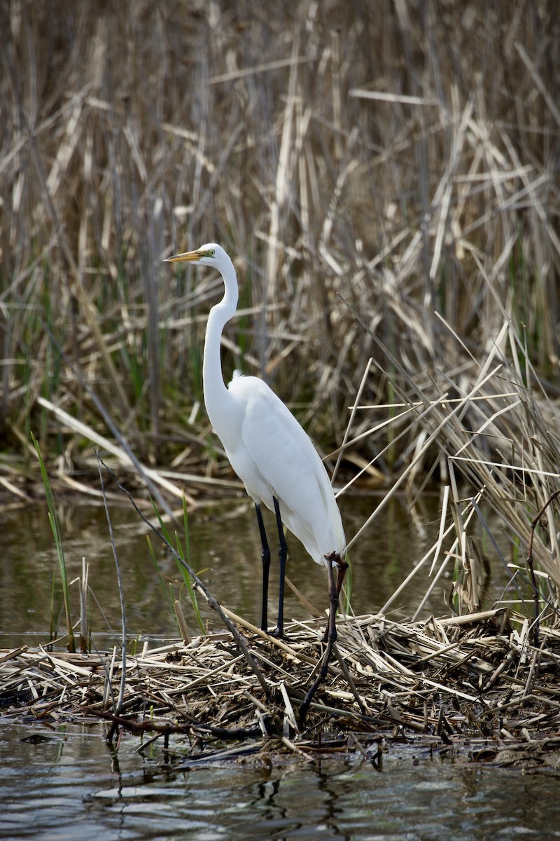 Great Egret - ML634580031