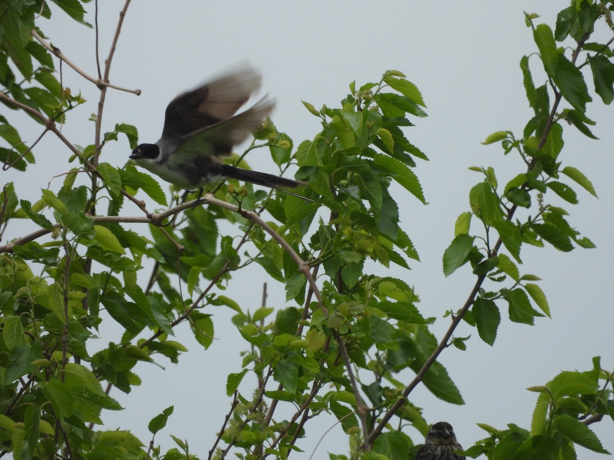 Fork-tailed Flycatcher (savana) - ML634580077