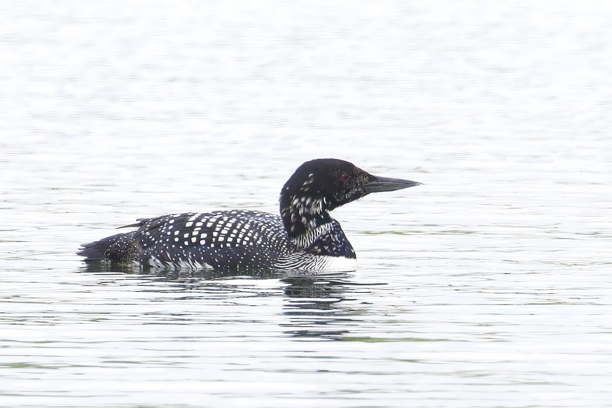 Common Loon - ML634580092