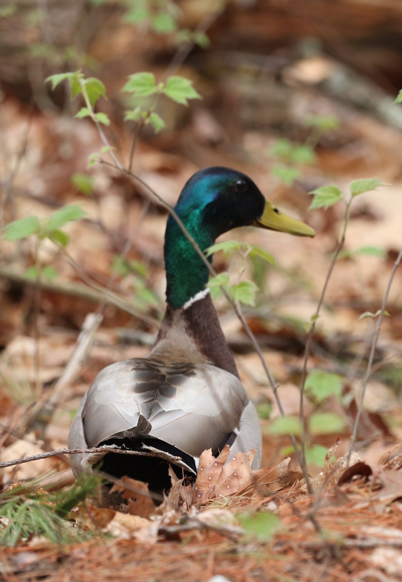 Canard colvert - ML634580095