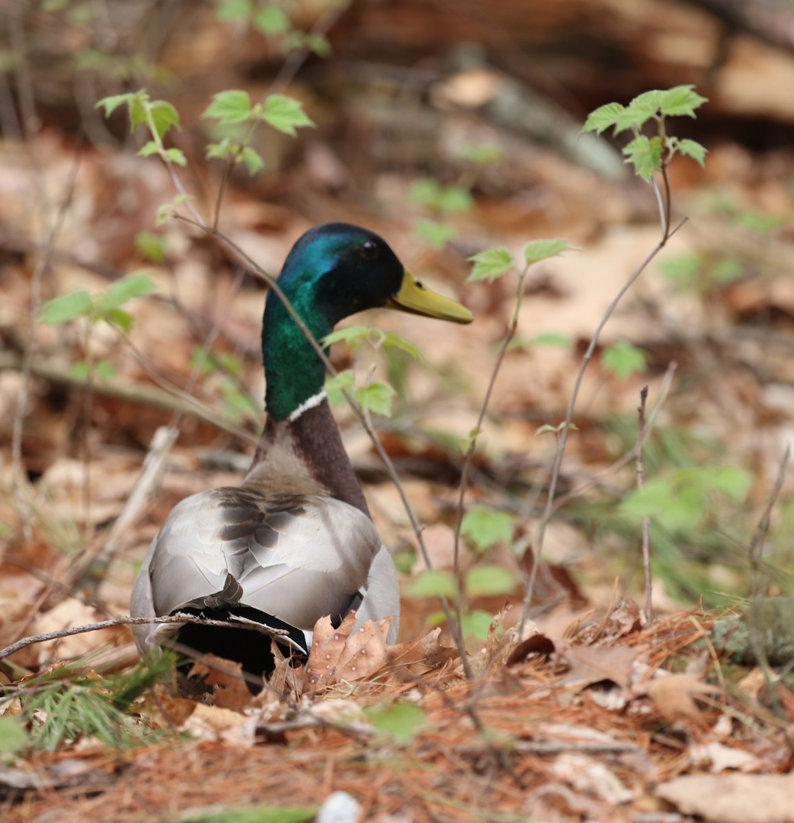 Canard colvert - ML634580096