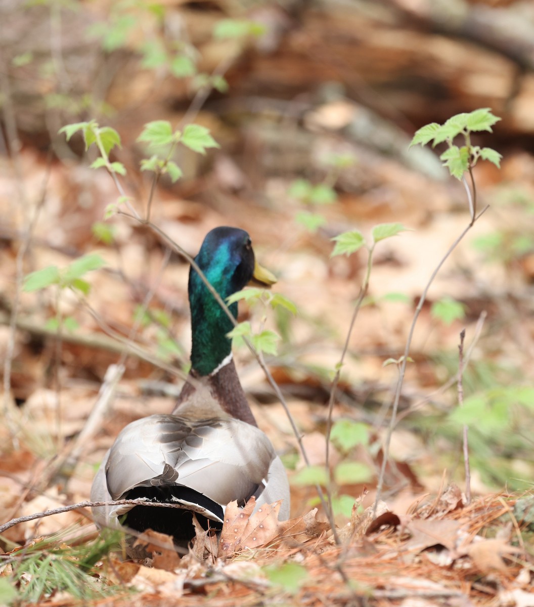 Canard colvert - ML634580097