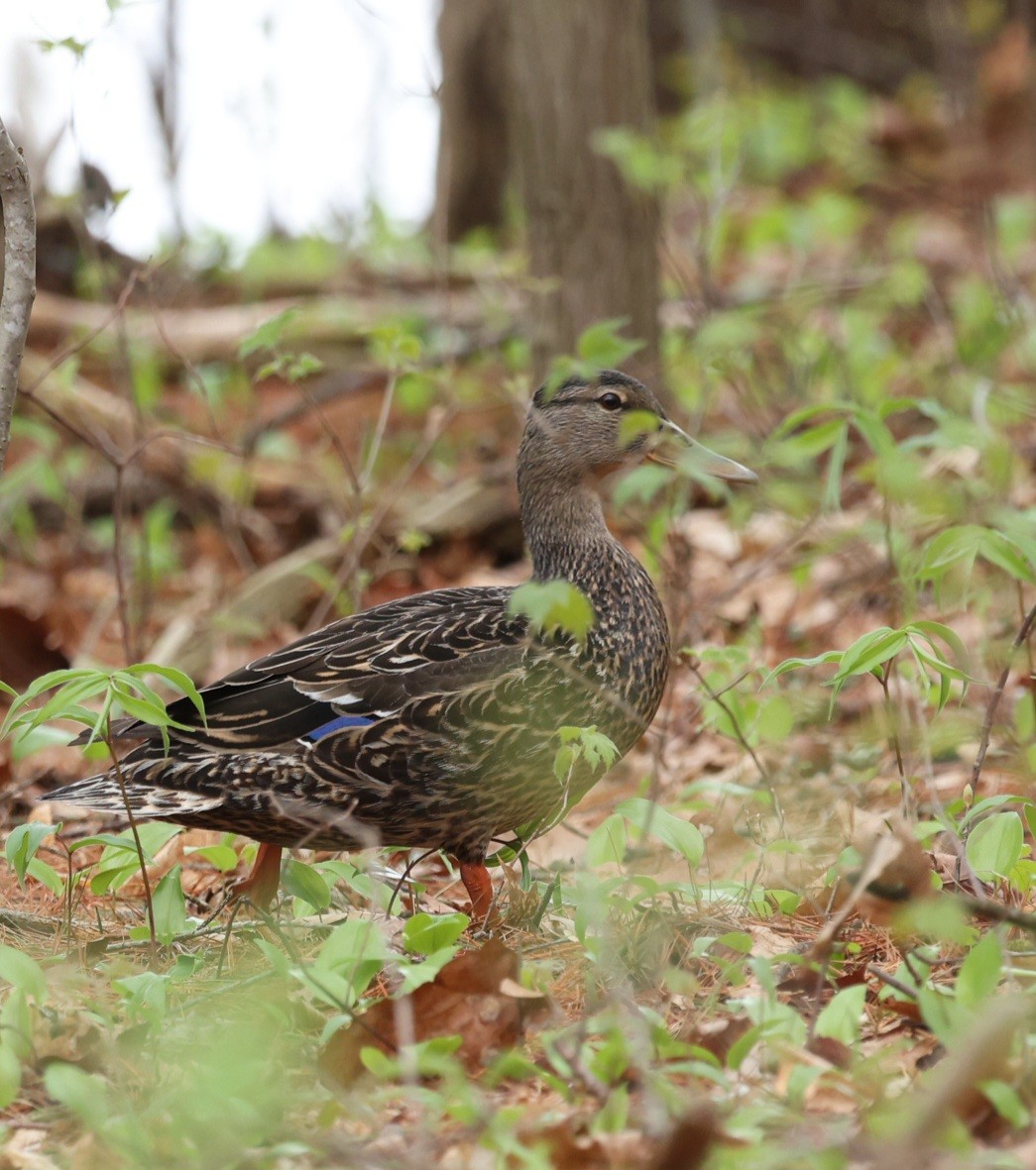 Canard colvert - ML634580098