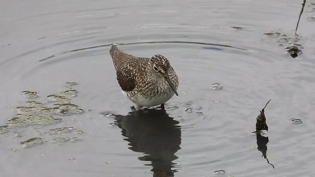 Solitary Sandpiper - ML634580150