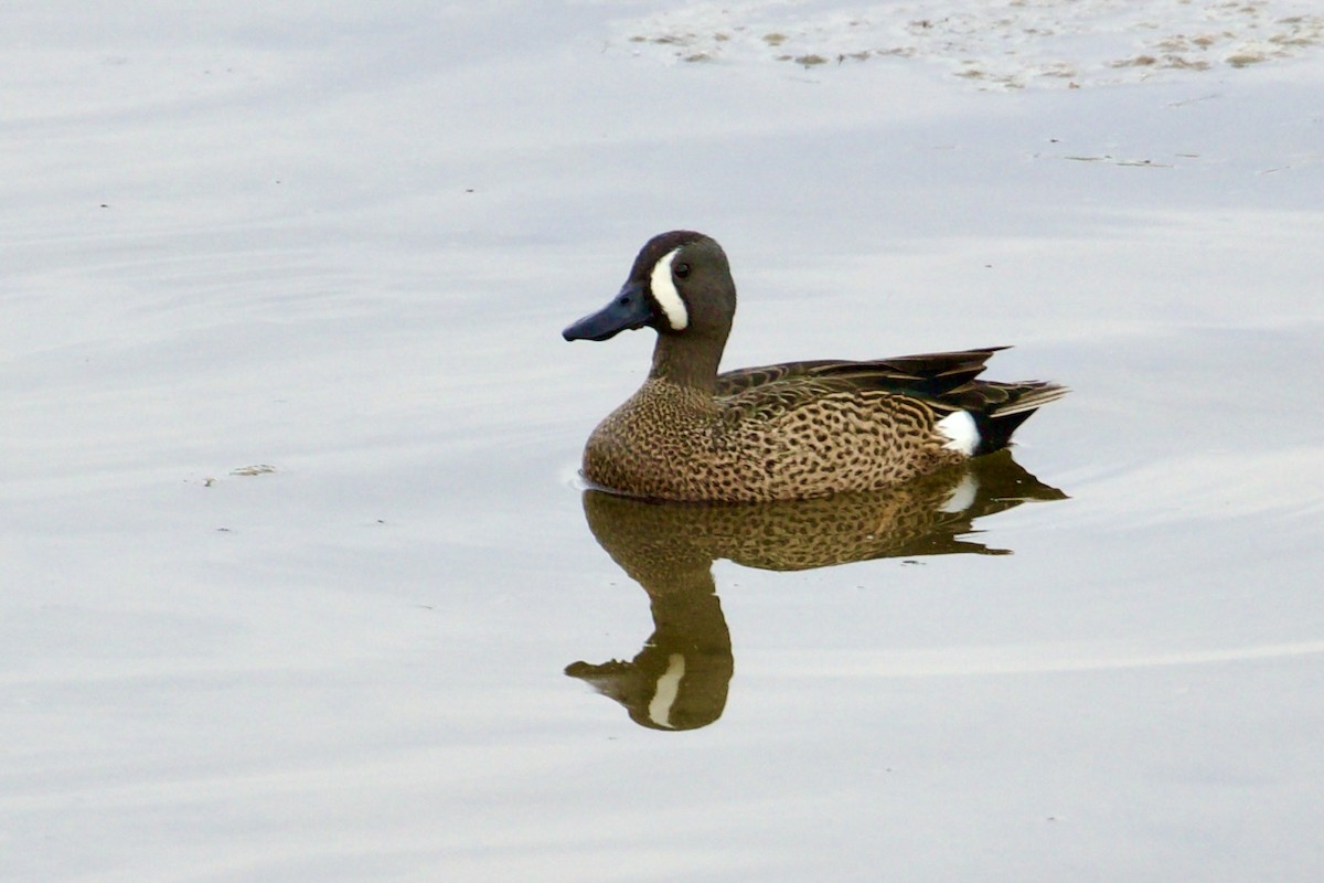Blue-winged Teal - ML634580252