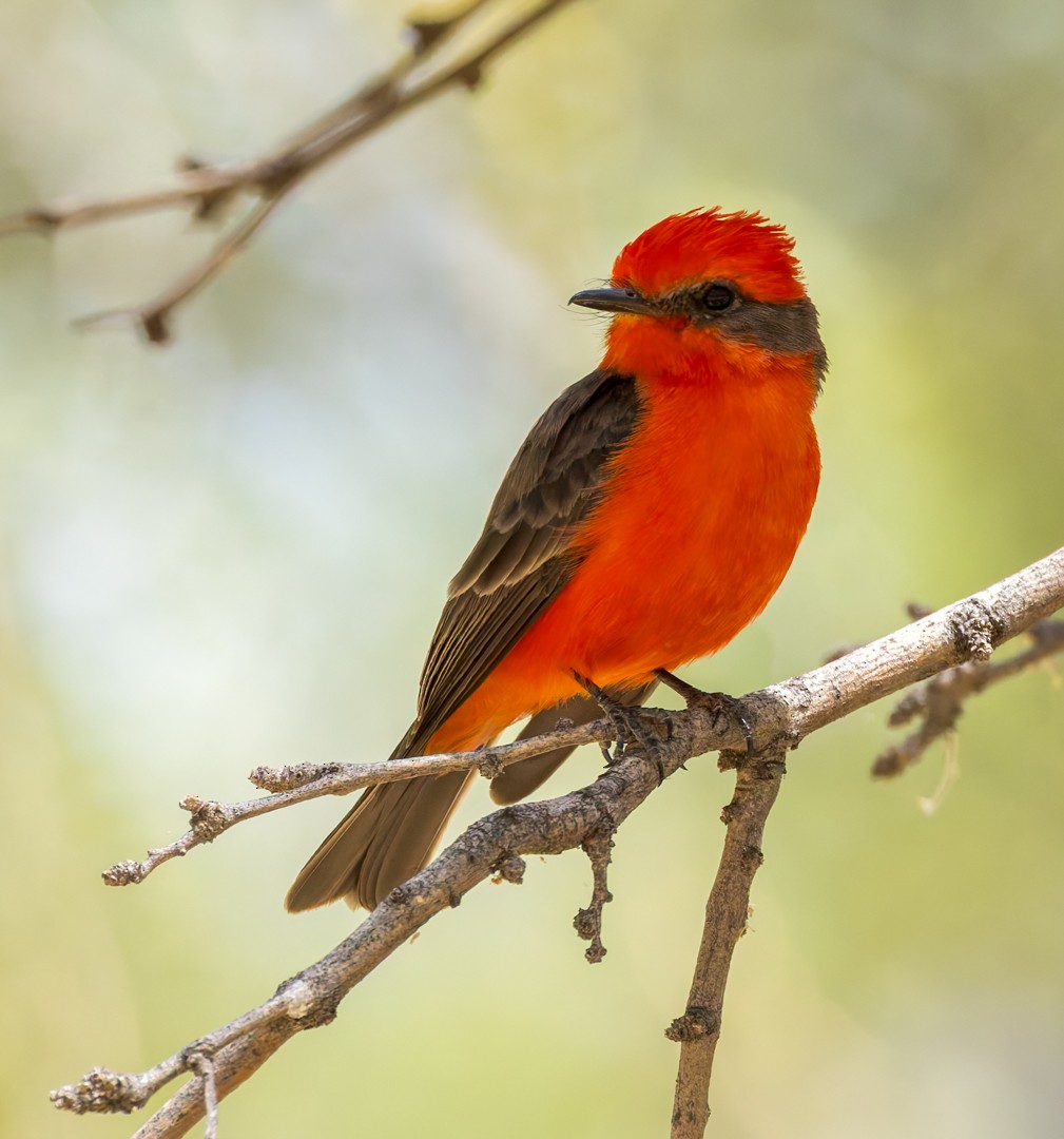 Vermilion Flycatcher - ML634580270