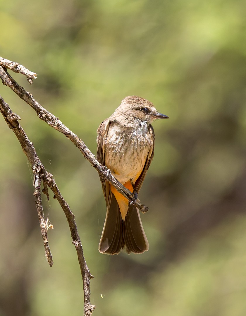 Vermilion Flycatcher - ML634580271