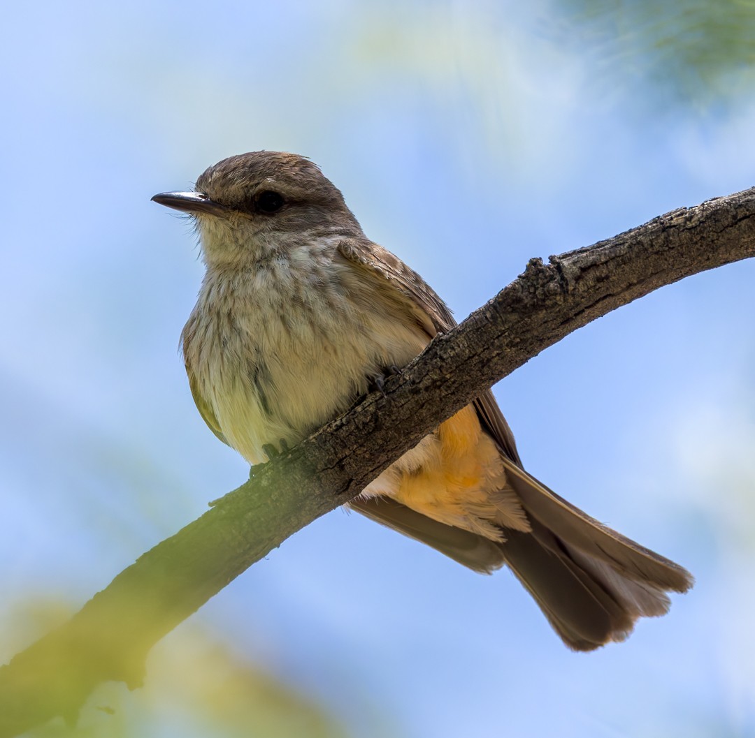 Vermilion Flycatcher - ML634580272