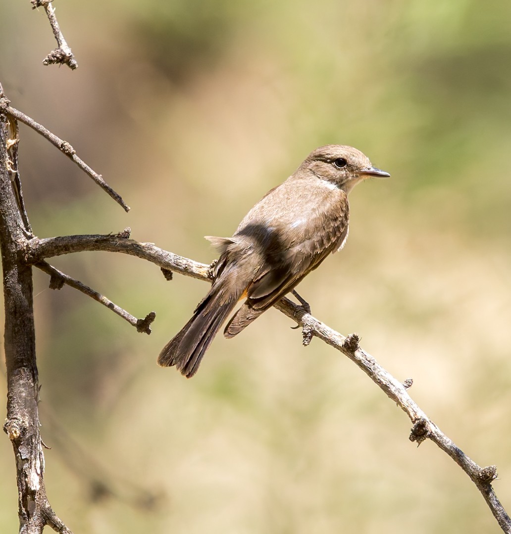 Vermilion Flycatcher - ML634580273