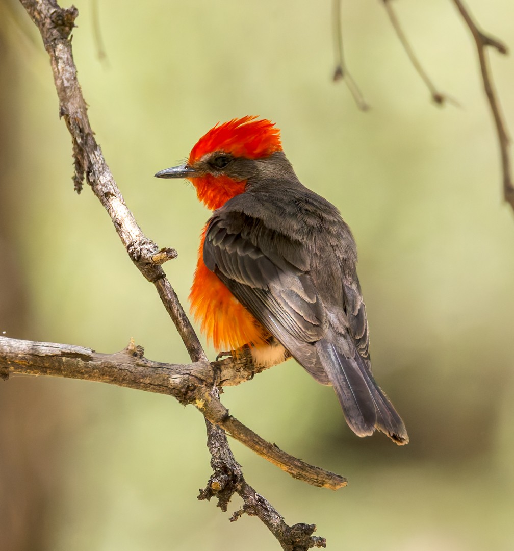 Vermilion Flycatcher - ML634580274