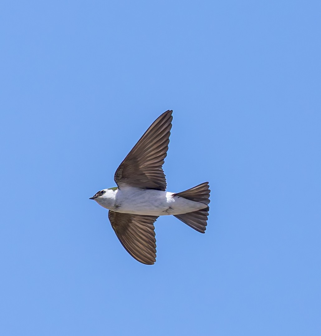 Violet-green Swallow - ML634580279