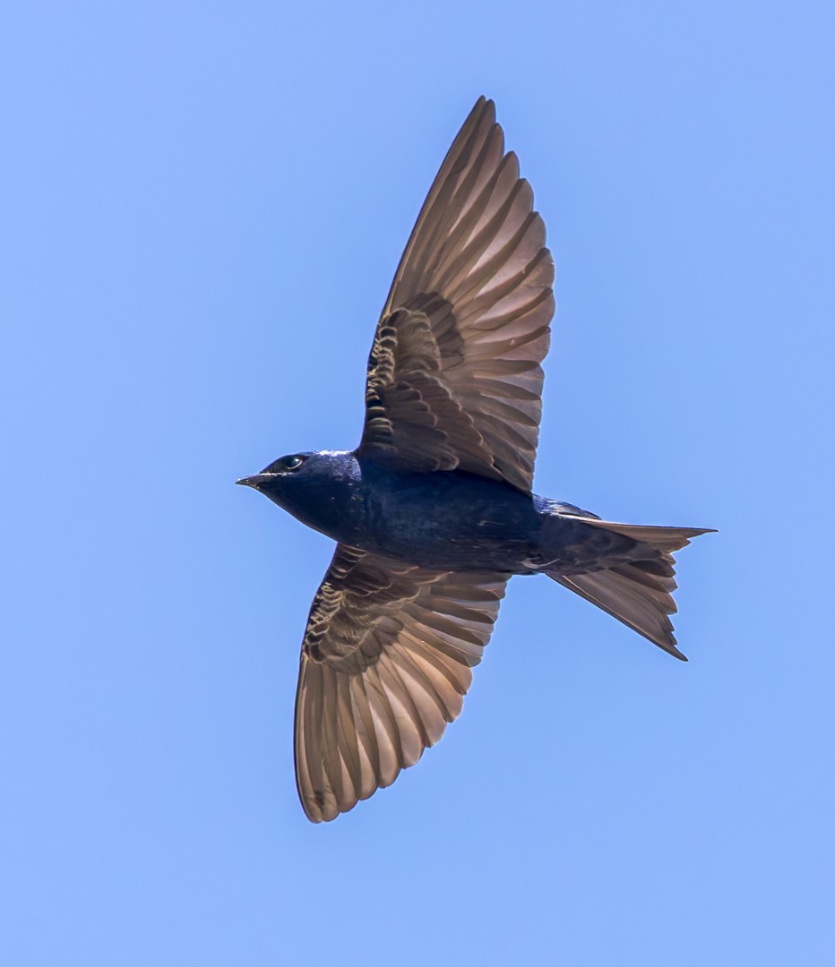 Purple Martin - ML634580297