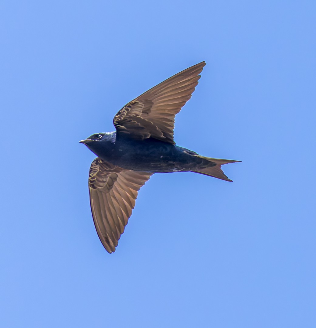 Purple Martin - ML634580298