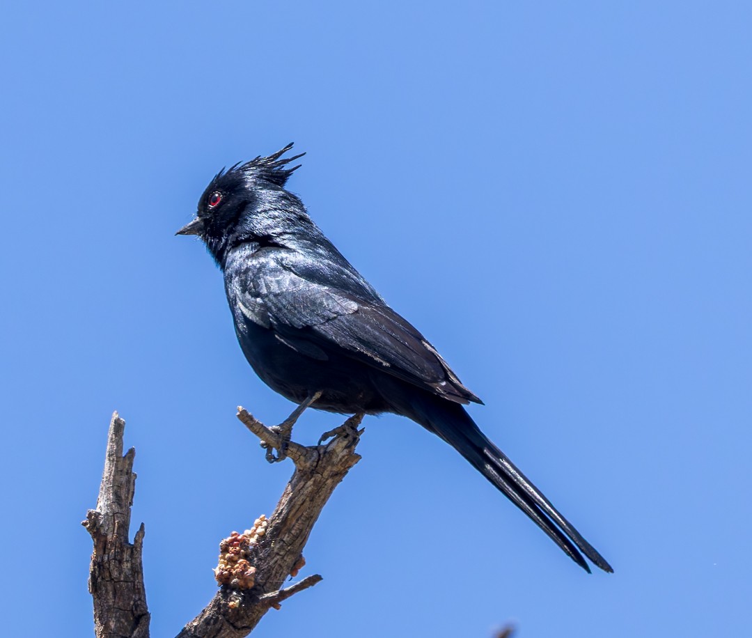 Phainopepla - ML634580311