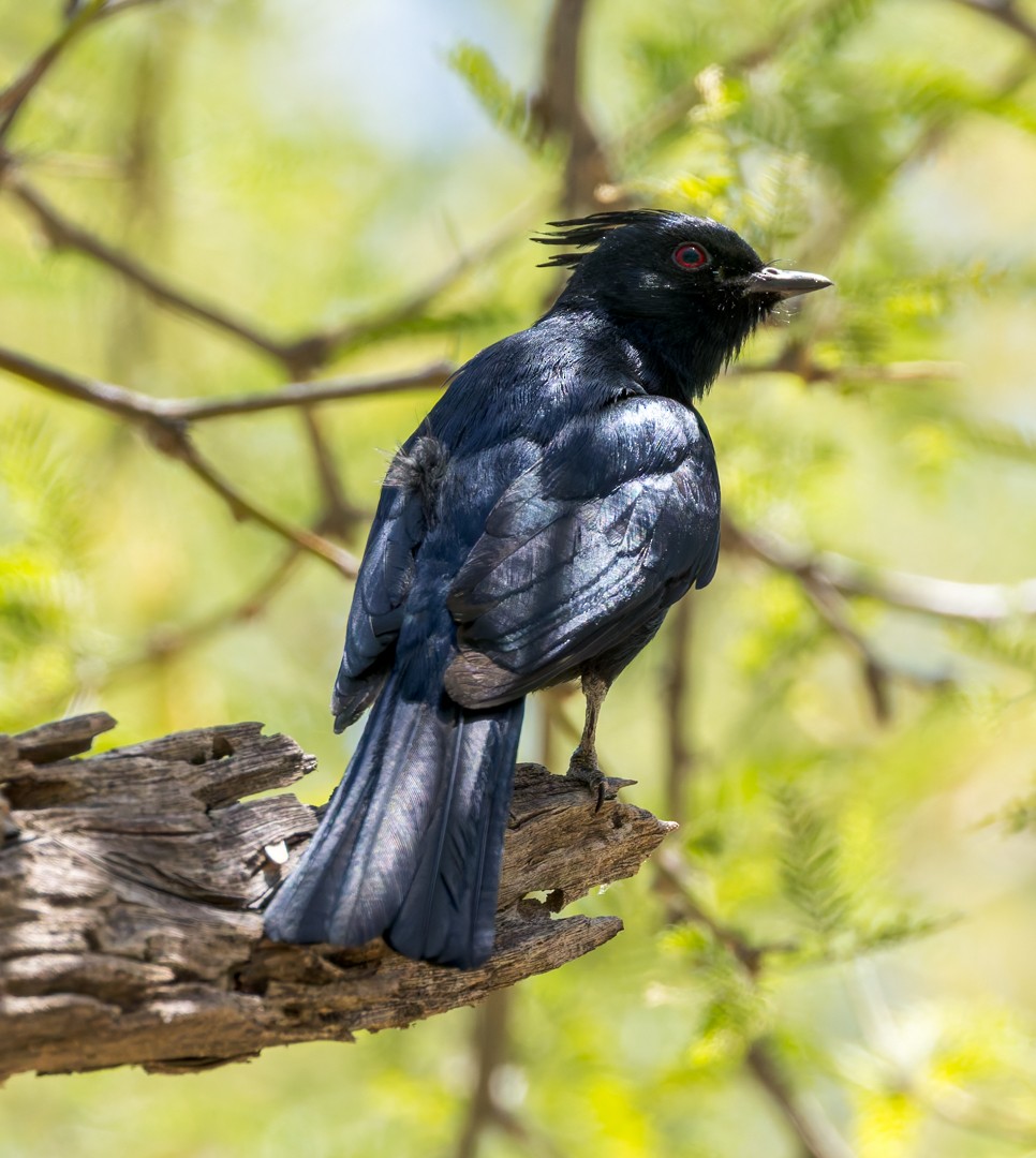 Phainopepla - ML634580312