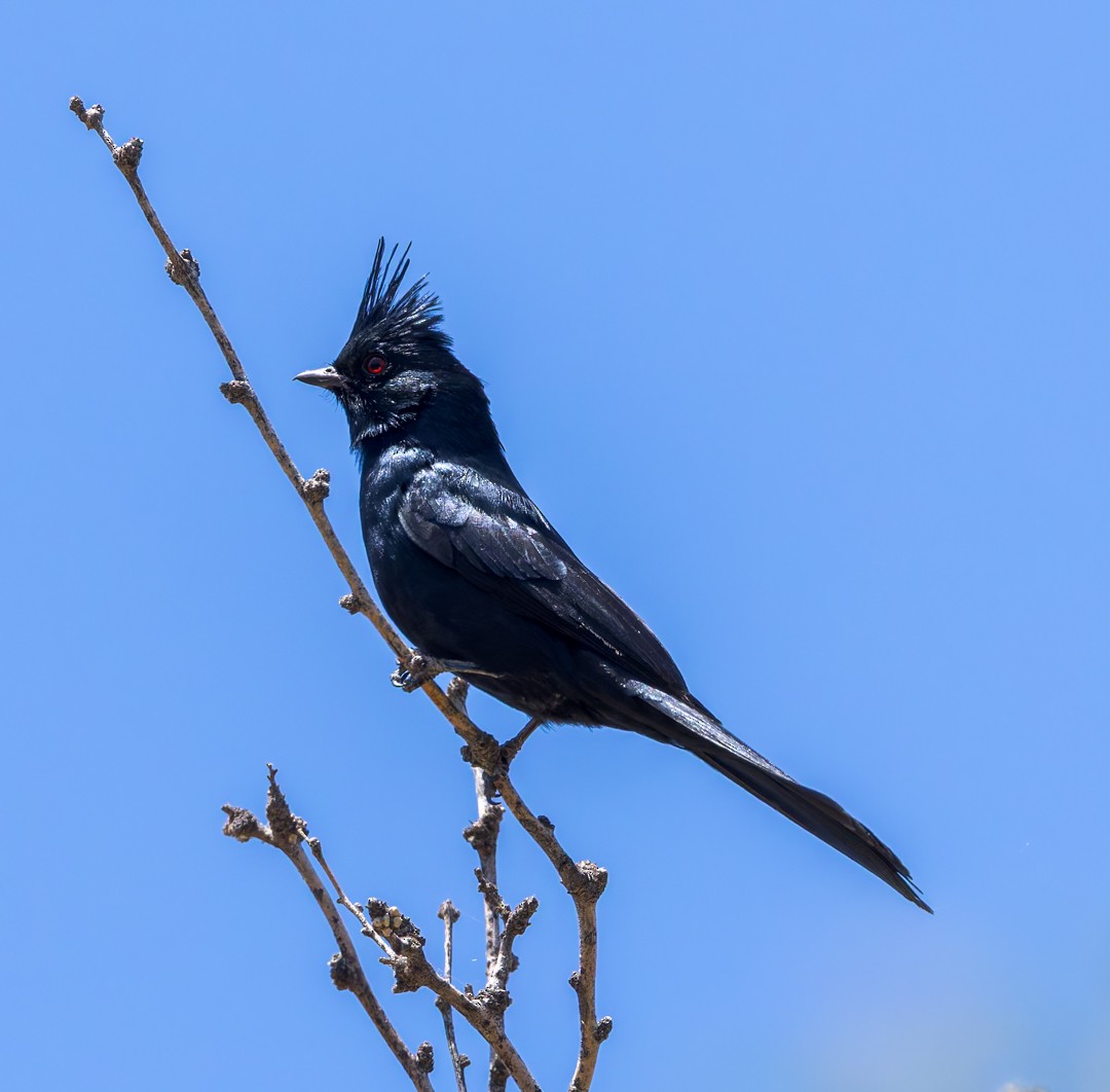 Phainopepla - ML634580313