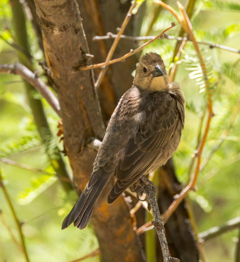 Brown-headed Cowbird - ML634580317