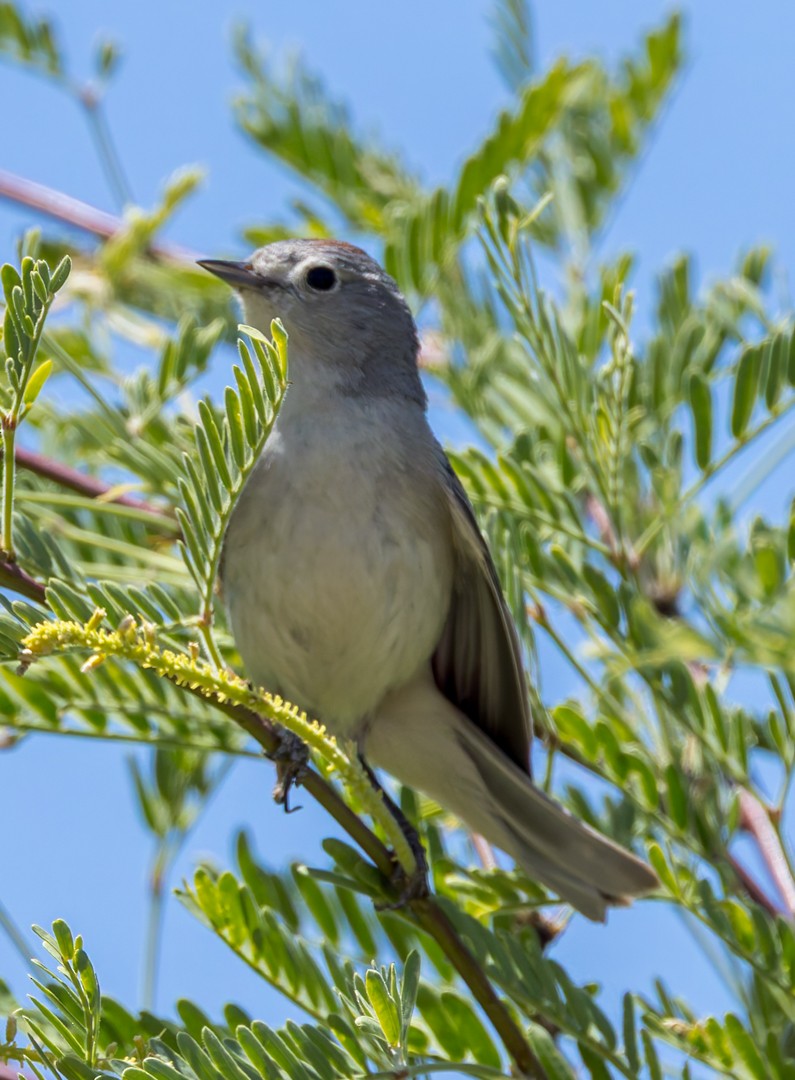 Lucy's Warbler - ML634580330