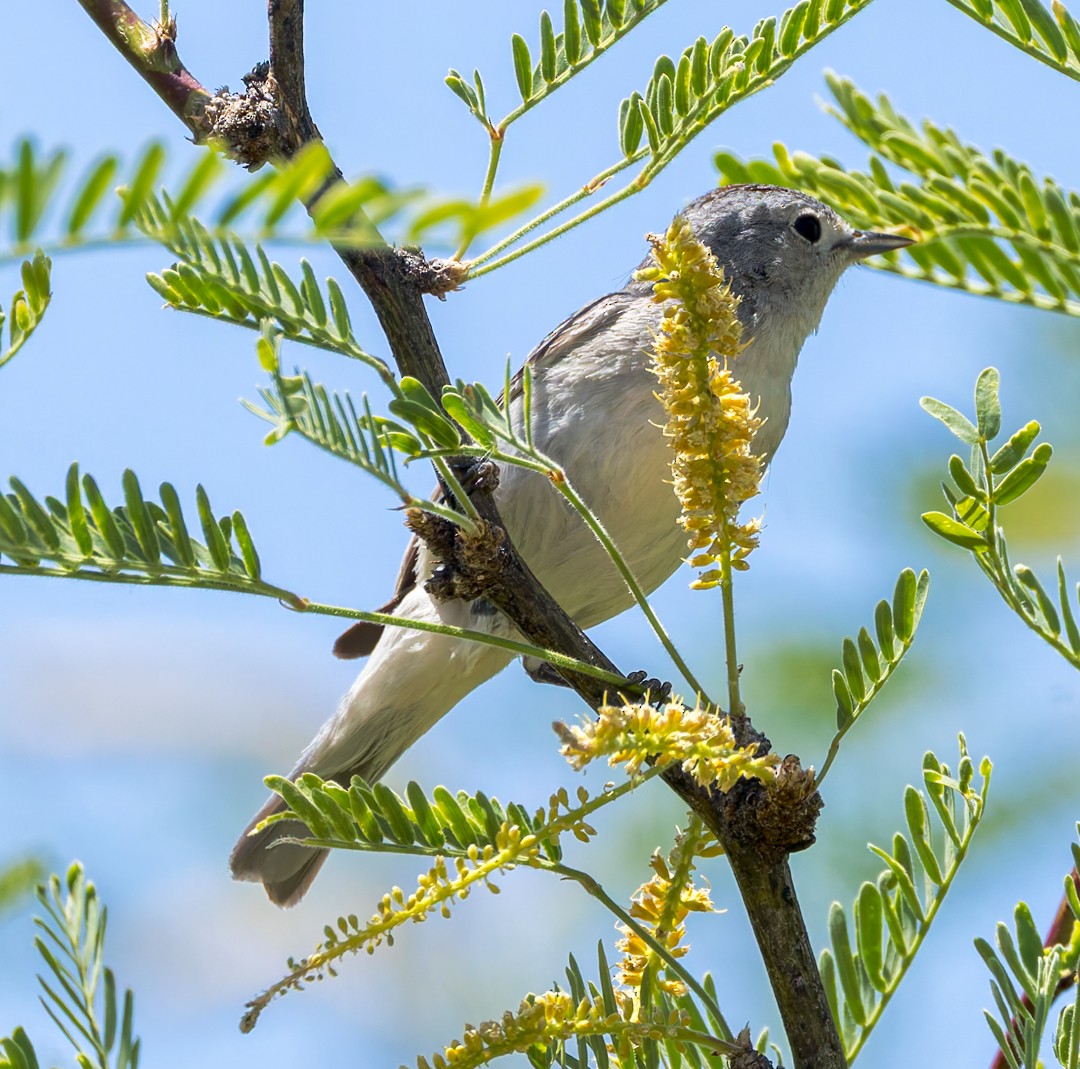 Lucy's Warbler - ML634580331