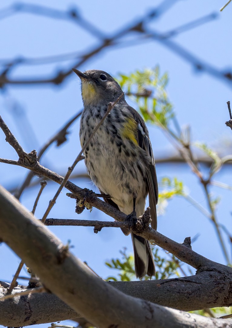 Yellow-rumped Warbler - ML634580342