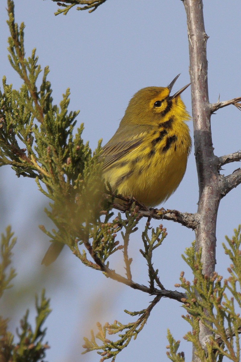 Prairie Warbler - ML634580359