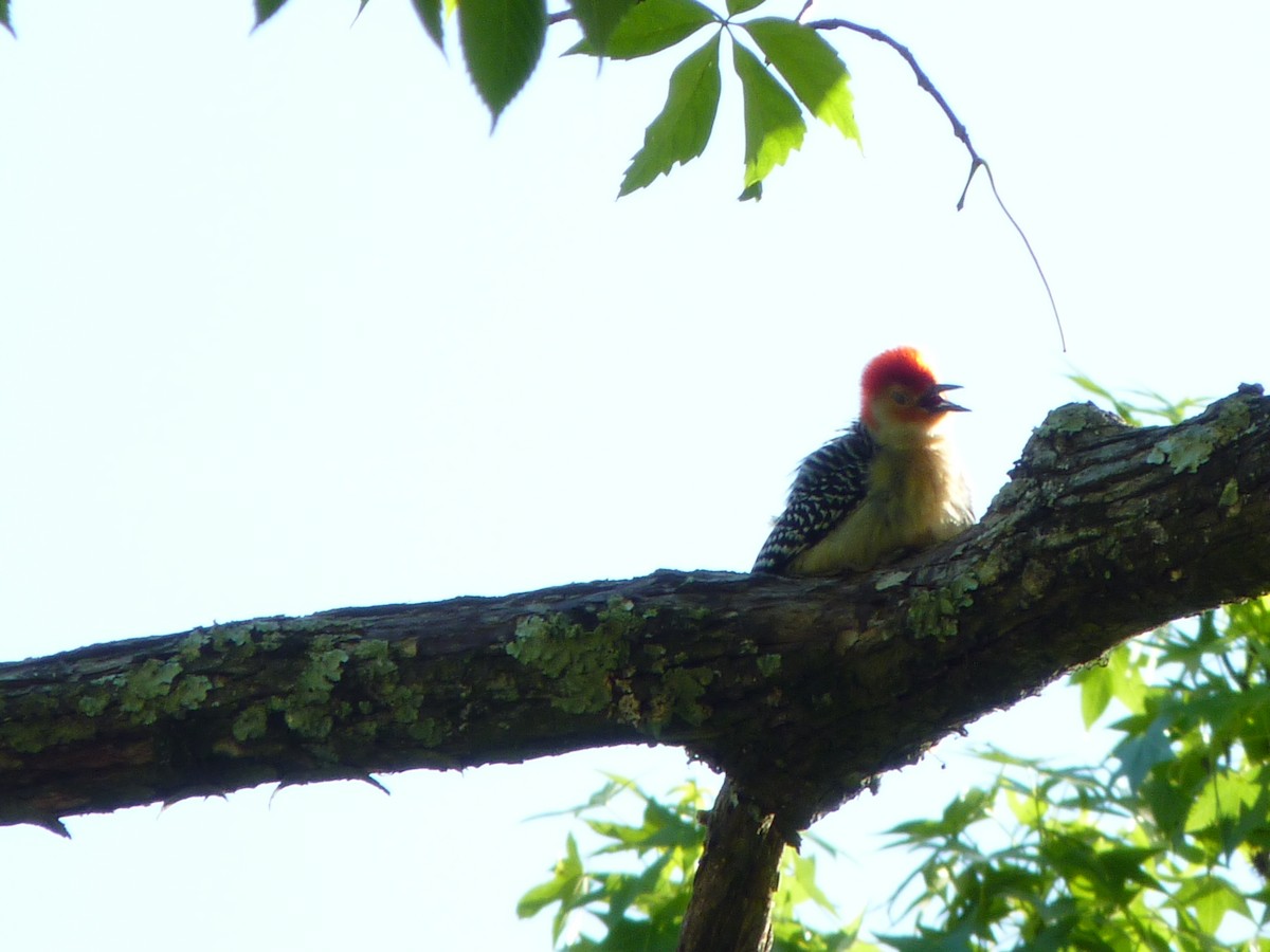 Red-bellied Woodpecker - ML634580407